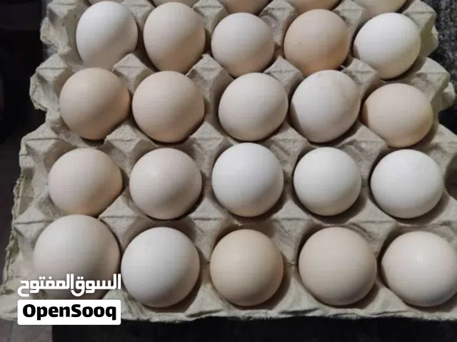 بيض دجاج الفيومي بيور