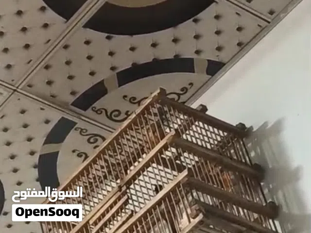 بلبل فوووول