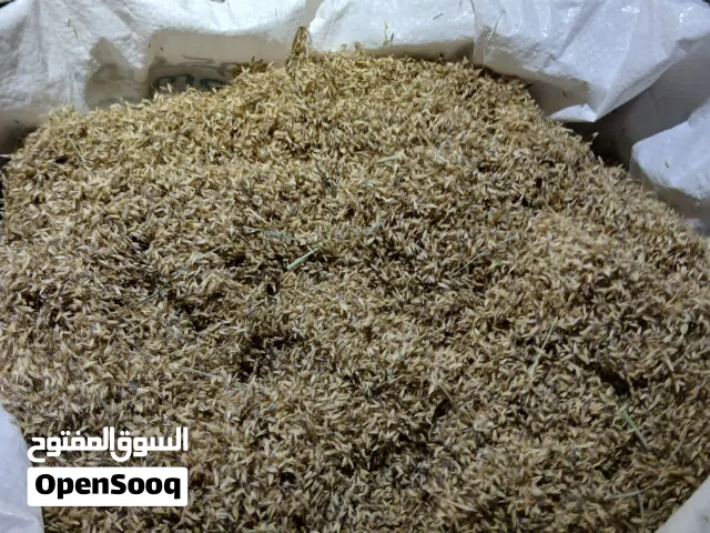 بذر حشائش الرودس (حشيشة البرايد)