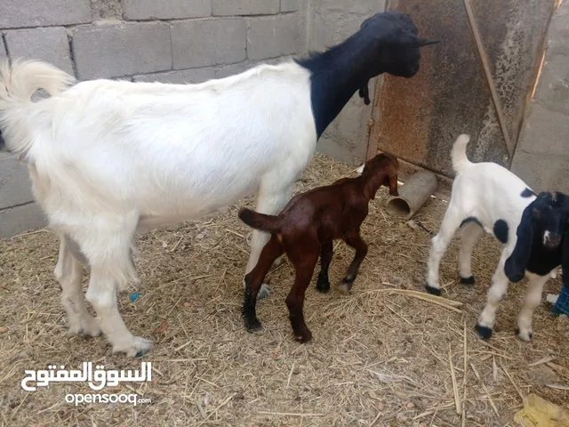 صخله شاميه وراها 2