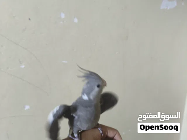 كوكتيل الاليف انكليزي