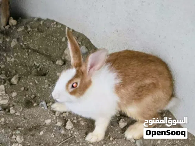 ارانب عدد اثنين اناث للبيع
