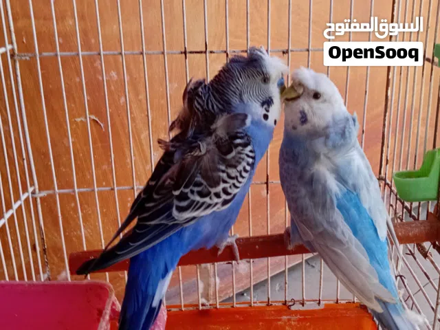 جوز هقروم بيع ريش
