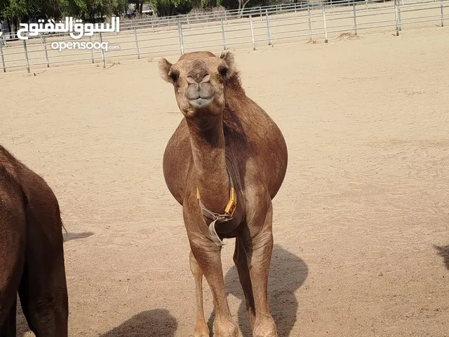camel male calf