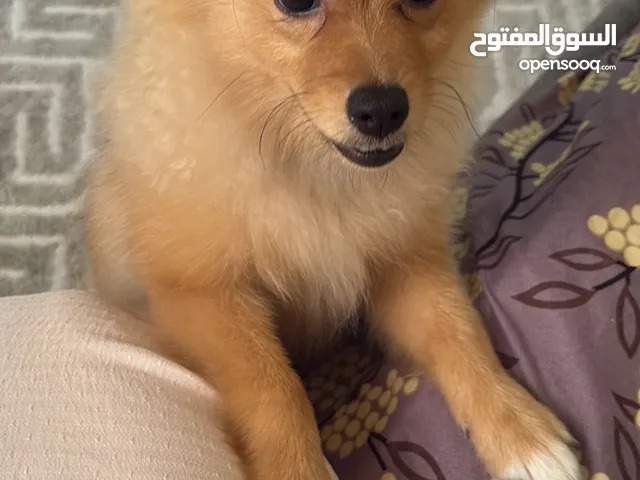 بومارينيوم