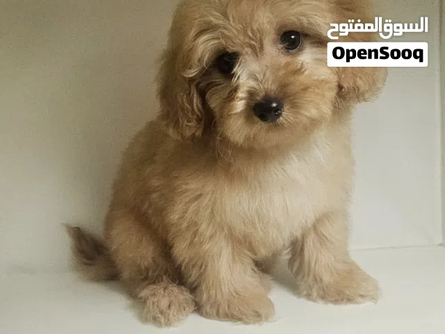 toy poodel