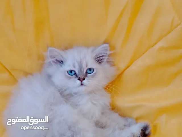 كيتن للبيع عمرهم 55 يوم من اب سكوتش فولد ستريت شيد والام هملايا
