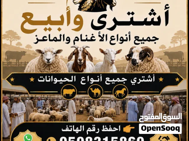 مطلوب الحلال الجمله العدد مفتوح