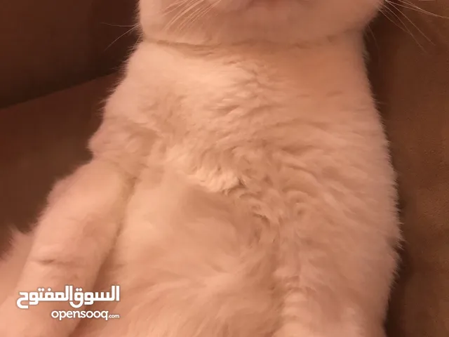 ذكر سكوتش فولد للبيع