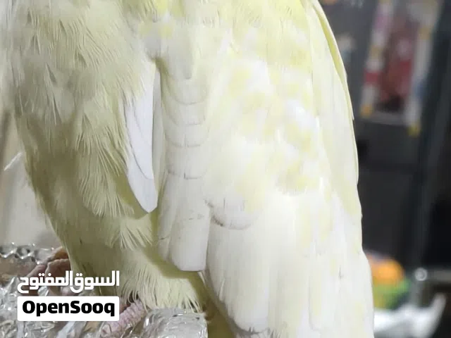 2 كوكتيل عين حمرا تاج ملكى مدربين على الطيران الحر