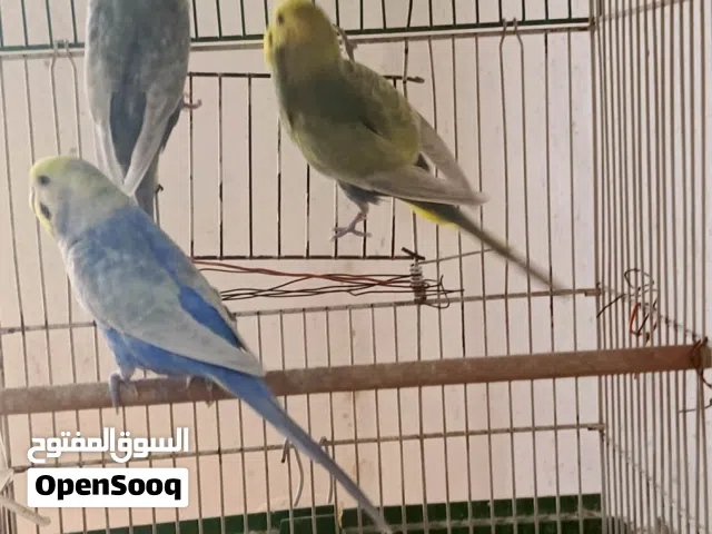 سلام عليكم   زوز كوبيات 3 ذكوره رينبو