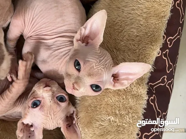 للبيع كيتن سفينكس القط الملكي الفرعوني