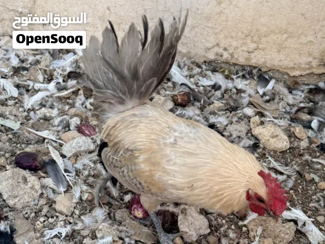 مطلوب ديوك بلدية للذبح