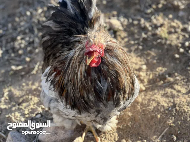 السلام عليكم دجاج للبيع براهما واسترالي