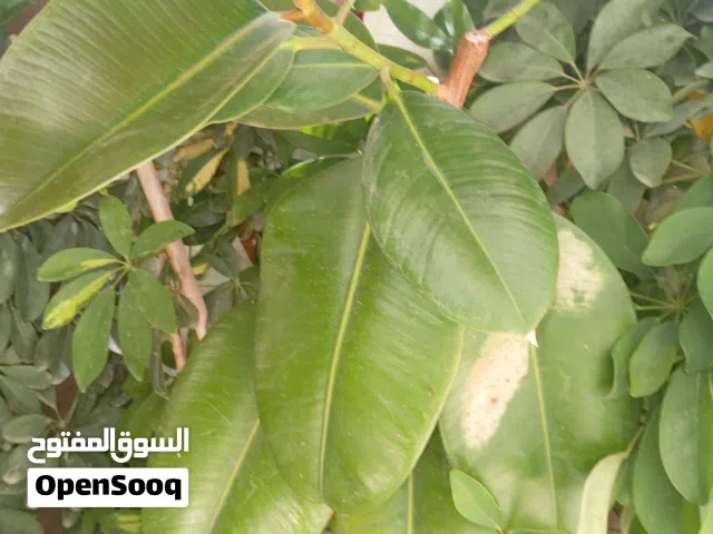 زريعه زينه للبيع زريعه زينه للبيع