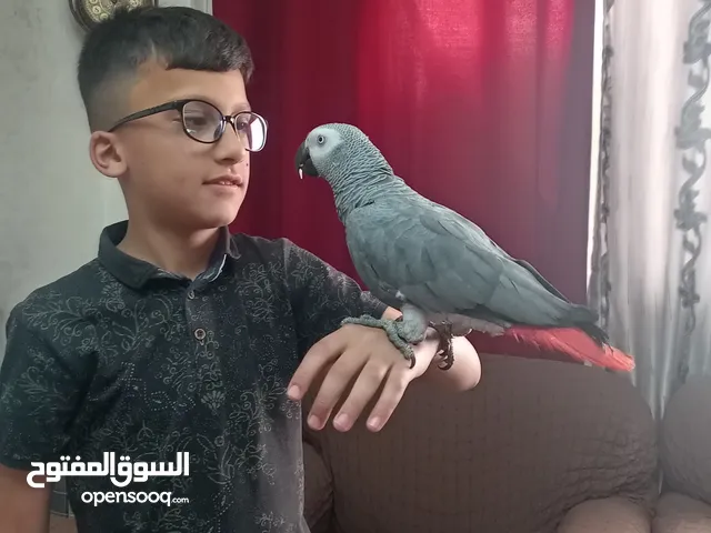 كاسكو متكلم بطلاقه بحكي مواجها