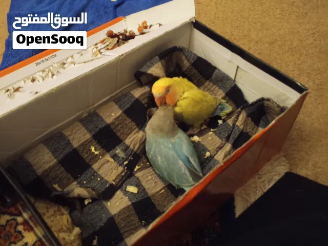 فروخ بركه ديل ربي يبارك السعر 100 100 دينار