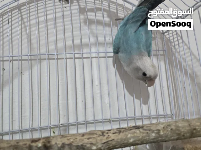 دكر بركديلو بلو اوبلاين سينمون حاجه مصوقره بعون الله
