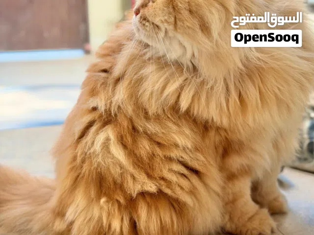 FREE ADOPTION: Rare Beauty Persian Cat