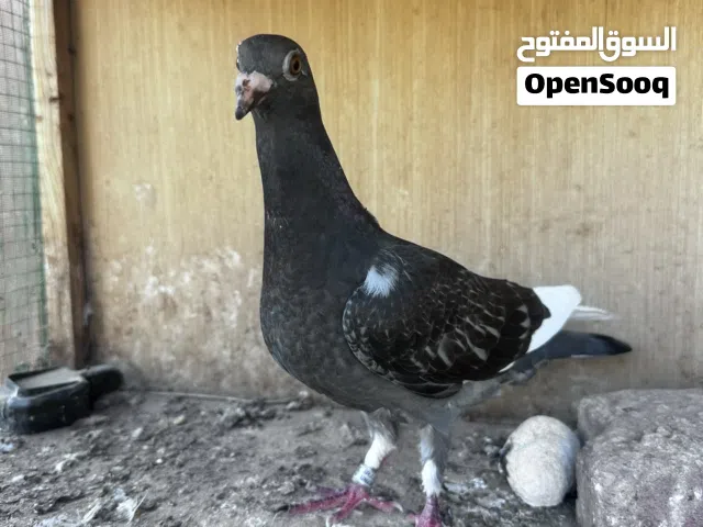 مخاليف حمام زاجل
