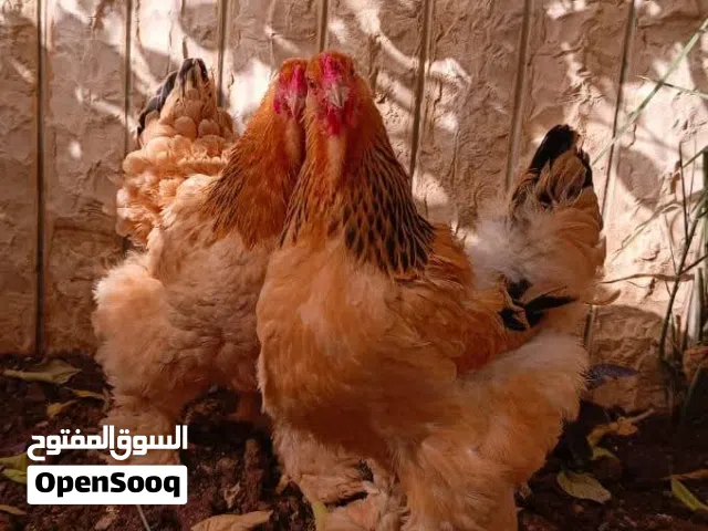 صيصان بف عدد 6