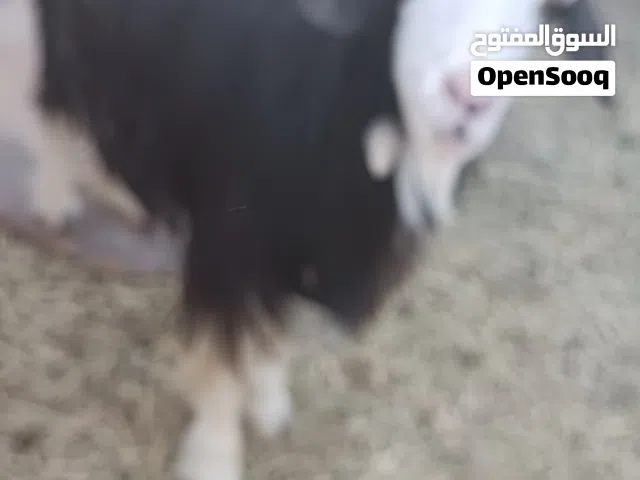 ماعز والده مرة واحدة فقط