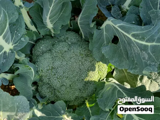 بروكلي صنف ممتاز للبيع