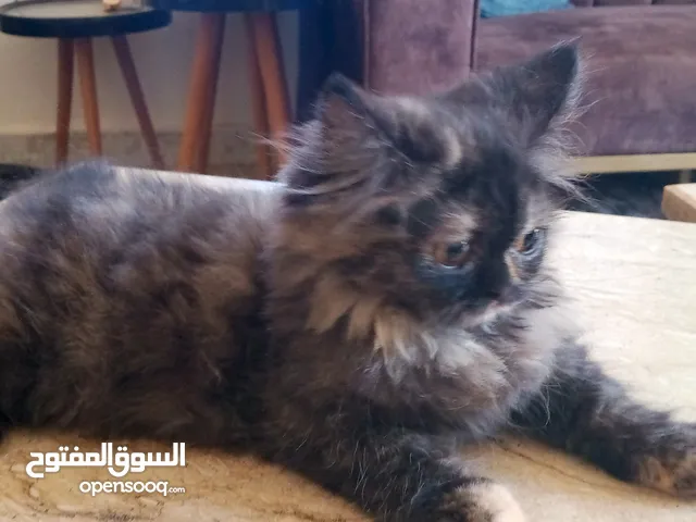قطط. للبيع