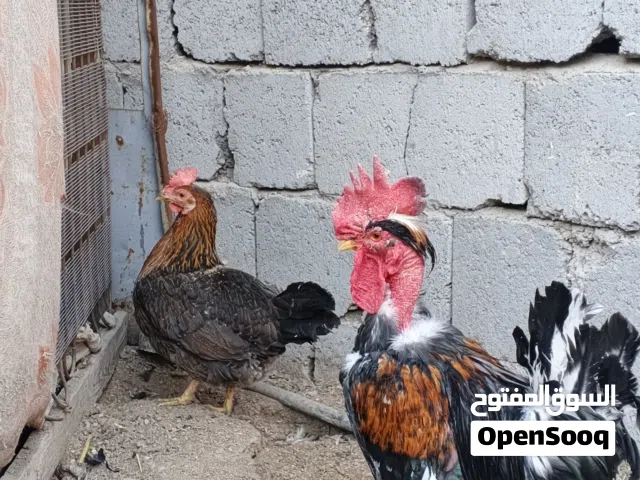 سلام عليكم متاح دجاجه وديج ابو ركيبه للبيع