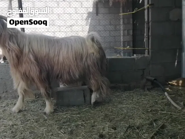 تيس مخصاي مد وشور وسمين