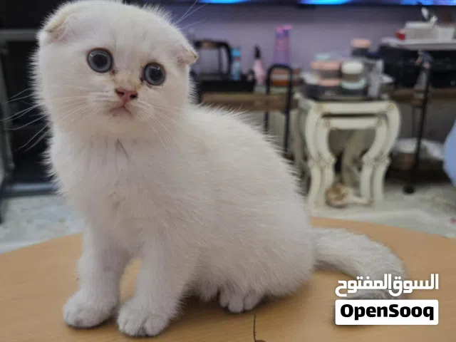luxry scottish fold kitten pure blue eays