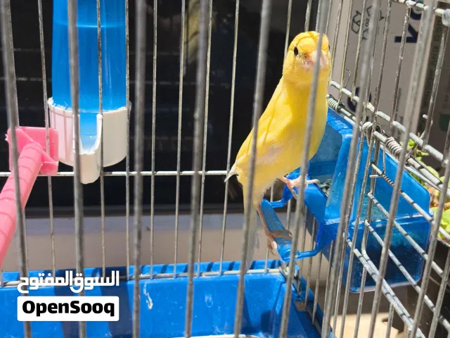 ذكر كناري محلي بادي يغني