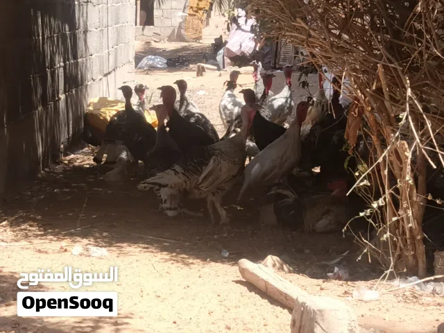 ديك الرومي للبيع المكان جنزور