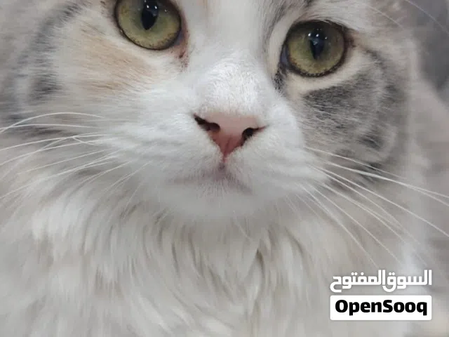 قطعة للتبني انثى