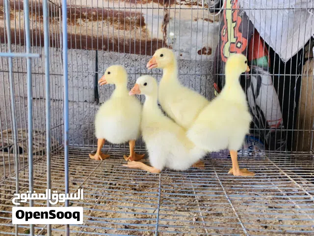 بطوط كوبرا حلوات نشطات 4