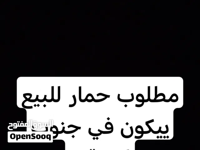 مطلوب حمار او حماره او يحش للبيع يكون في جنوب اشرقيه ويكون بسعر معقول