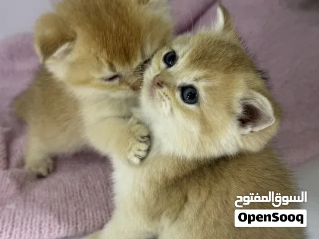قطط سكوتش فولد و ستريت