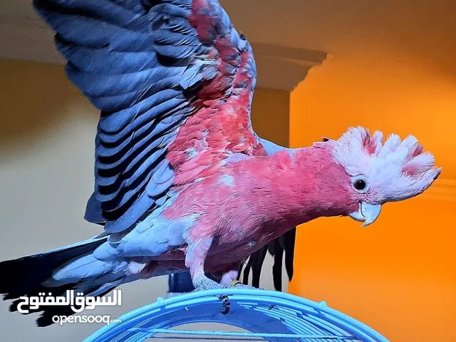 ببغاء جالا اليف ومتكلم..وكاسكو متكلم