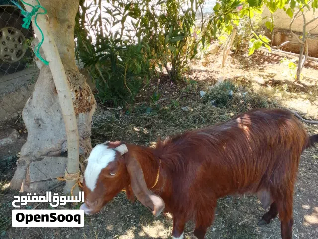 عنزه للبيع