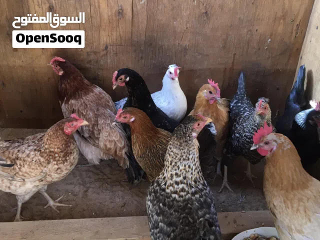 دجاج عربي 10 وفروج