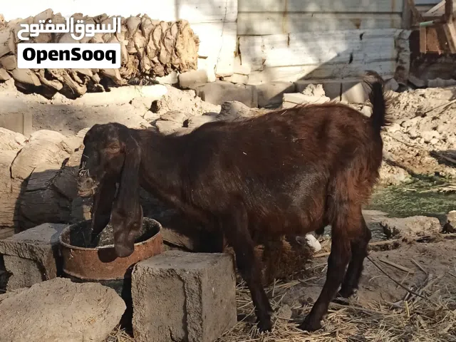 صخل أصلم..