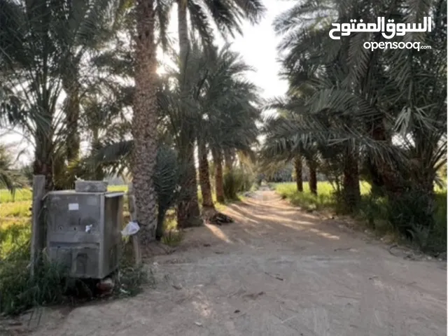 مزرعة وسط العين