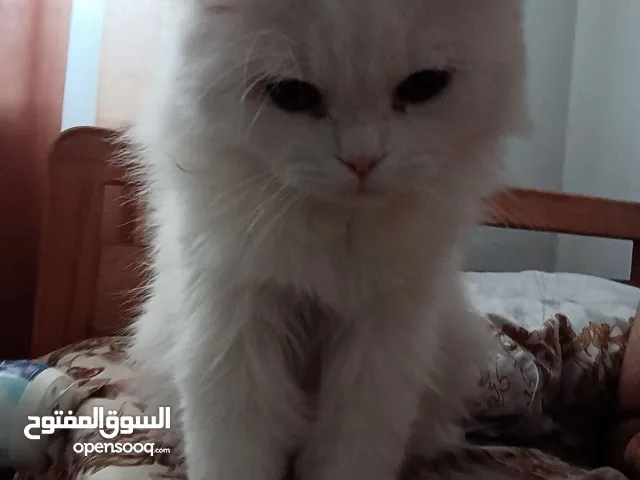 ذكر معقم عمره سنه و شهرين معاه جميع اغراضه