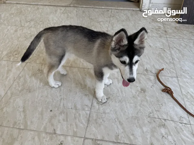 جلبه هاسكي بيور مع جواز و مطعمه و عمرها 60 يوم و تحب تلعب وايد وايد و متعلمه على المكان الحمام