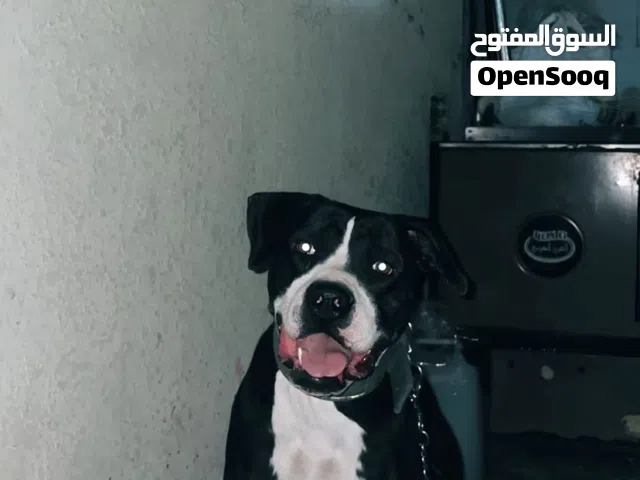 كلب بيتبول للبيع الكلب أليف وسهل التشريس قابل للتفاوض