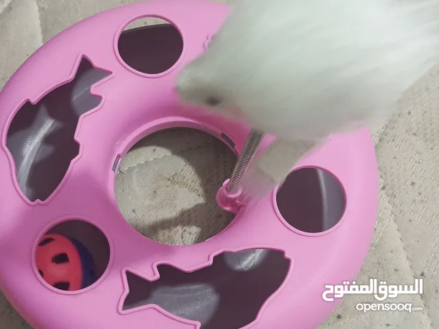 لعبه قطط ورضاعه خاصه للكلاب او للقطط يمكن استخدامها ومشط ازاله الشعر على الملابس