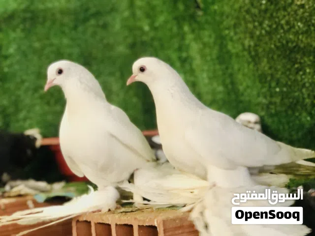 كوبيا  حليب قعماز بسم الله مشالله نااار