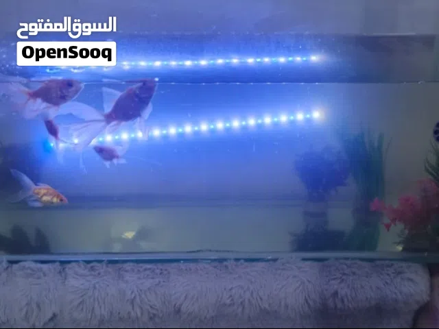 حوض اسماك مع اسماك