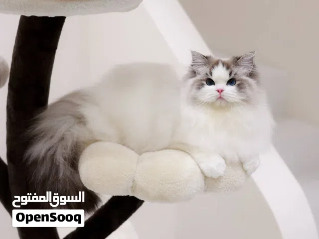 Male Ragdoll kitten available for adoption