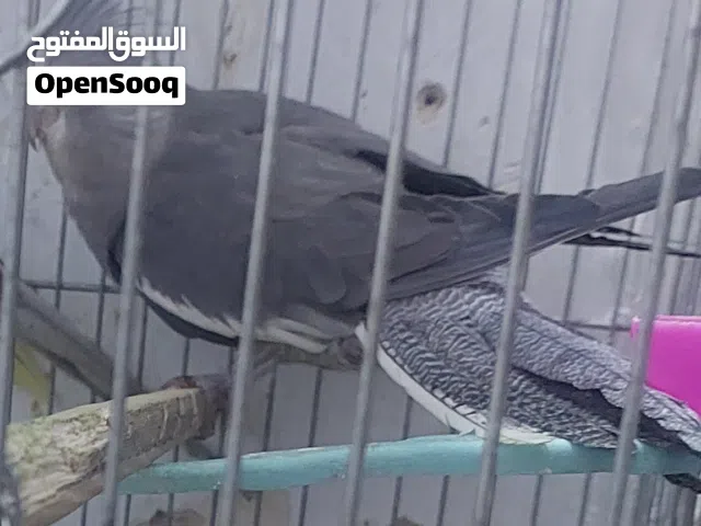 فحل كوكتيل للبيع او للبدل على طيور شغالة كناري